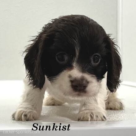 puppy, for, sale, Cocker Spaniel, Joe & Cherri  Overlease, dog, breeder, Miller, MO, dog-breeder, puppy-for-sale, forsale, nearby, find, puppyfind, locator, puppylocator, aca
